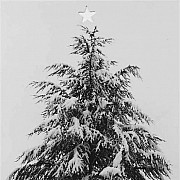mapplethorpe albero di natale 1987 stampa con ritaglio