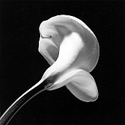 mapplethorpe calla lily 1984 7