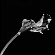 mapplethorpe calla lily 1986