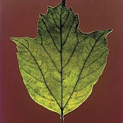 mapplethorpe foglia 1987 colore