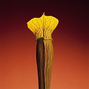 mapplethorpe jack in the pulpit 1988 color