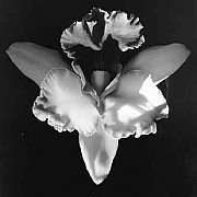 mapplethorpe orchidea 1985