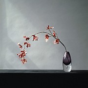 mapplethorpe orchids 1982 color