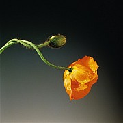 mapplethorpe poppy 1988 color