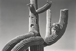 Edward Weston - Saguaro 1941