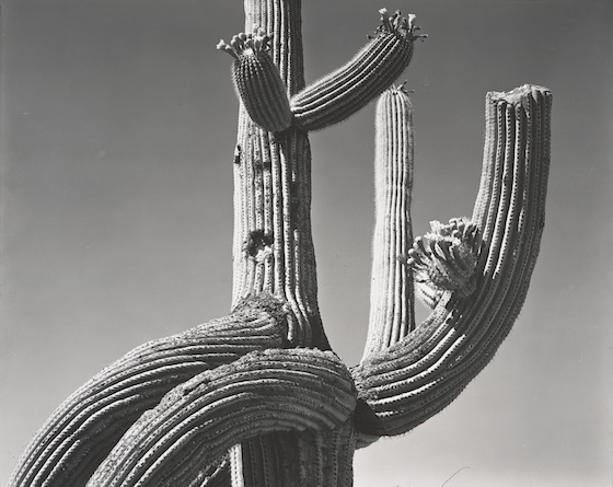 Saguaro 1941