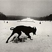 josef koudelka josef koudelka czechoslovakia 1968 1987 hound