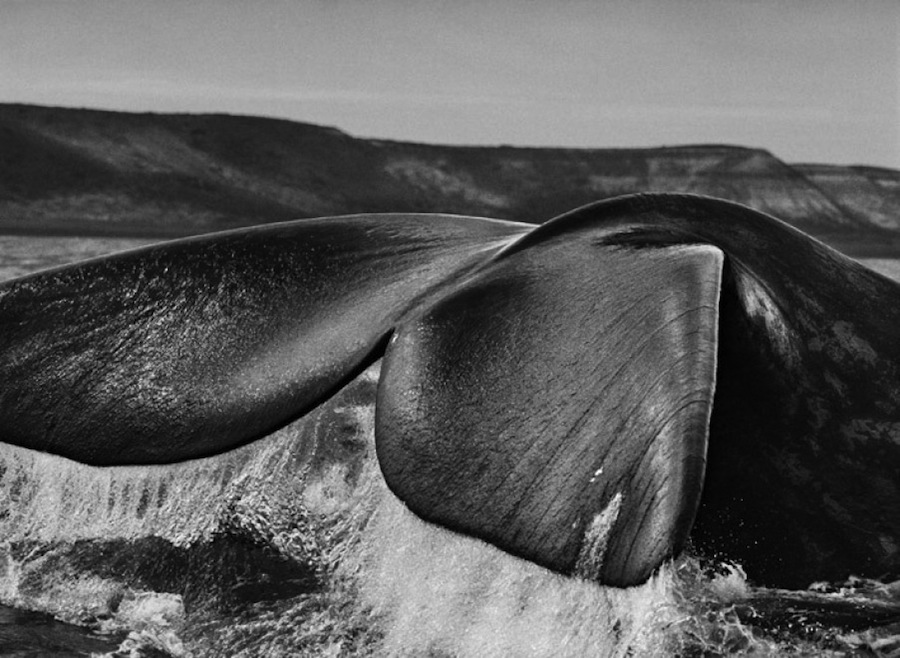 Penisola di Valdes Argentina, 2004