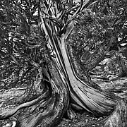 sebastiao salgado 001