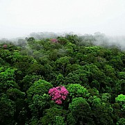 yann arthus bertrand ebano rosa montagna kaw guyana piccola