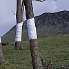 Linee dell'orizzonte ed alberi nella visione di Zander Olsen