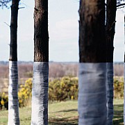 zander olsen tree line 008