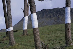 Linee dell'orizzonte ed alberi