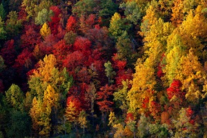 Fotografare i colori del fogliame