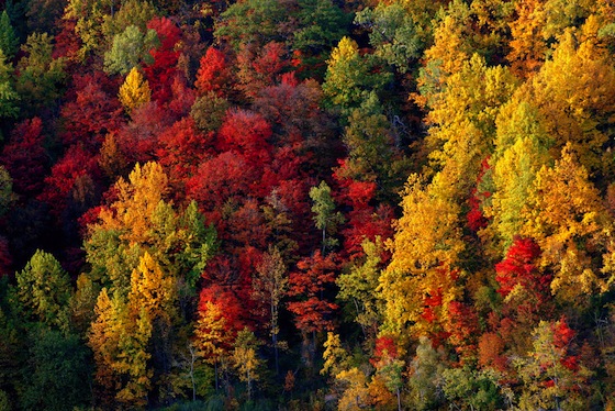 Fogliame d'autunno con i colori accesi