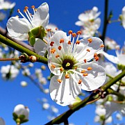 fiori in turchia