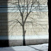 linee helsinki albero neve muro edificio luce ombra rami tronco