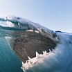 david-doubilet-a-great-white-shark-hunts-near-the-surface-displaying-fearsome-teeth