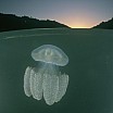 david-doubilet-a-jellyfish-hovers-under-the-waters-surface