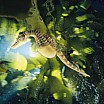 david-doubilet-a-seahorse-hovers-under-kelp-in-australia