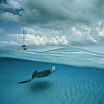 david-doubilet-a-stingray-and-sailboat-in-north-sound