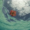 david-doubilet-an-hibiscus-blossom-floats-in-the-waters-off-st-john-island