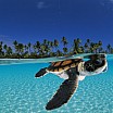 david-doubilet-baby-green-sea-turtle-swimming-in-a-tropical-paradise