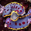 david-doubilet-mating-behavior-of-hyselodoris-bennetti-nudibranchs