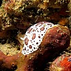 nudibranco a macchie c alessio gagliardo