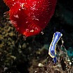 nudibranco e rosso c alessio gagliardo