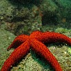 stella marina rossa c alessio gagliardo