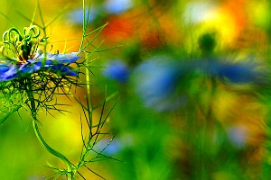 Profondità di campo in fotografia