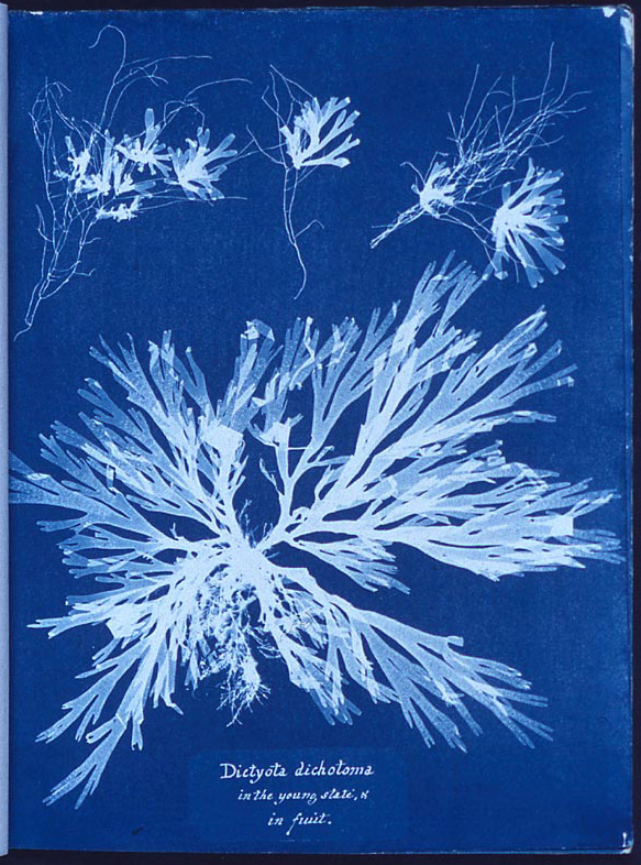 Cianotipo di Anna Atkins