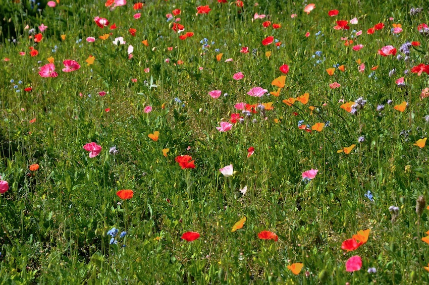 Prato fiorito a Chamois a Settembre