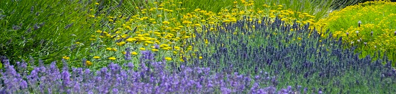 I fiori della Provenza