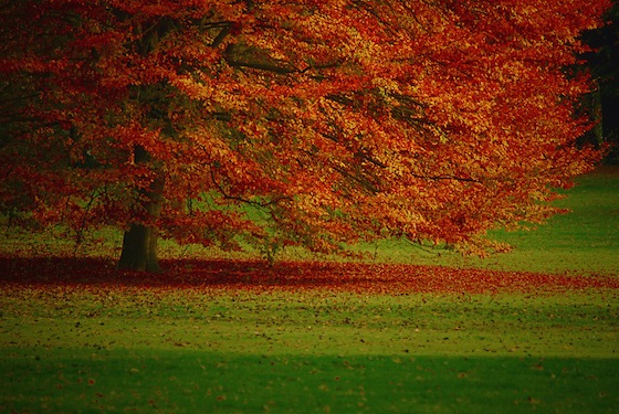 Giardino botanico, Belgio