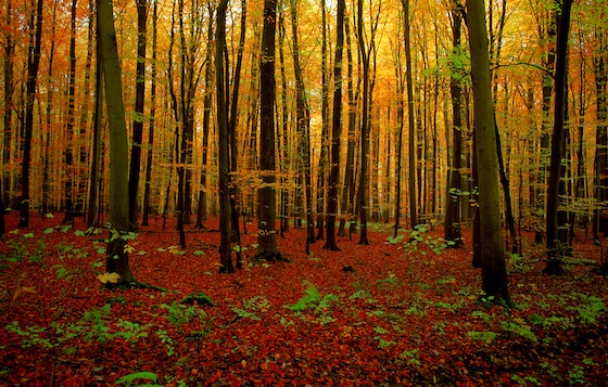 Autunno nella foresta di Soignes, Belgio