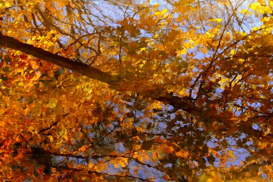 Riflessi d'autunno a Toronto