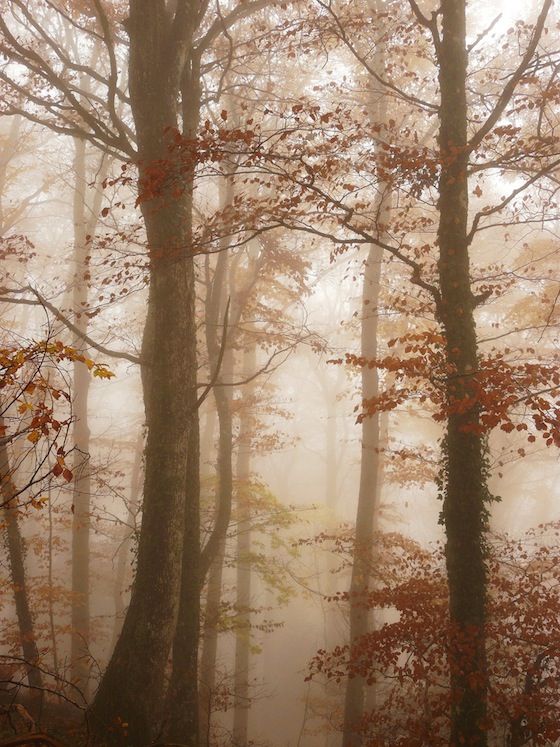 Bosco nella nebbia in Auvergne