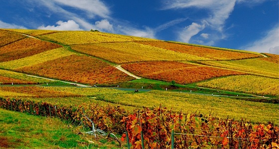 Autunno fra i vigneti della Champagne