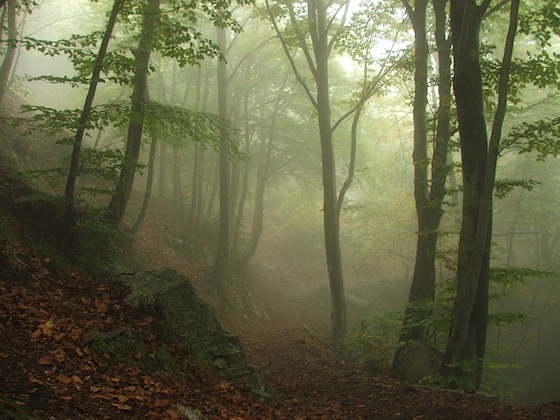 Faggeto nella nebbia in Piemonte