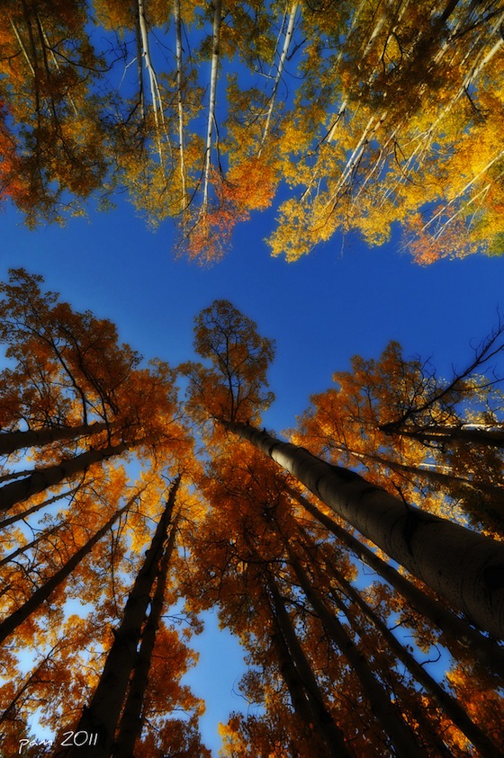 Pioppi e cielo azzurro